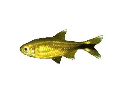 HASSEMANIA NANA - Tetra měděná