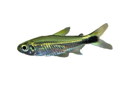 HEMIGRAMMUS HYANUARY - Neonka zelená