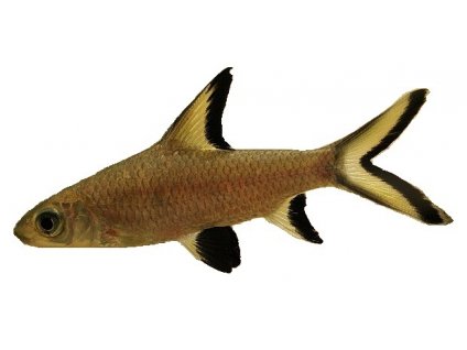 BALANTIOCHEILUS MELANOPTERUS - Parmička žraločí