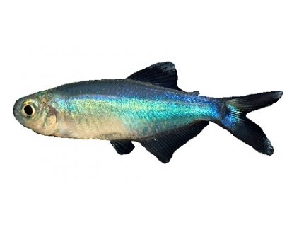 BOEHLKEA FREDCOCHUI -Tetra modrá