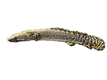 POLYPTERUS ORNATIPINIS