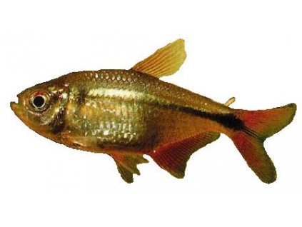 HEMIGRAMMUS CAUDOVITTATUS - Tetra kosočtverečná