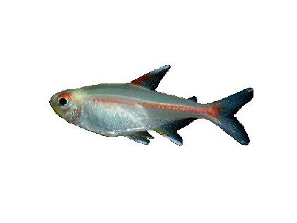 HEMIGRAMMUS ERYTHROZONUS - Tetra žhavá