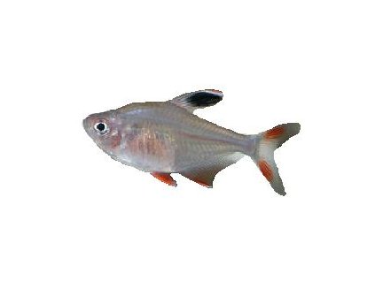 HYPHESSOBRYCON BENTOSI BENTOSI [ORNATUS] - Tetra skvostná