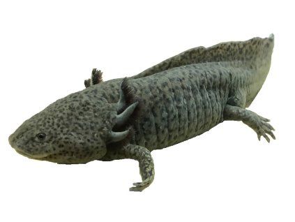 Ambystoma green