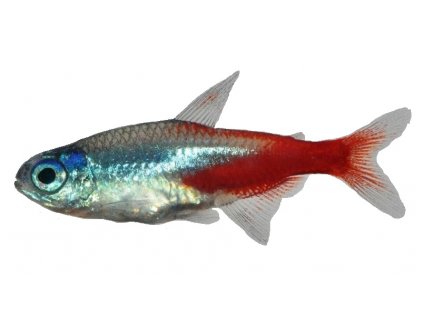 PARACHEIRODON INNESI DIAMANT - Neonka diamantová