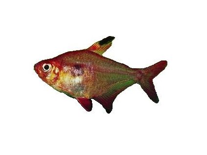 HYPHESSOBRYCON CALLISTUS/EQUES/SERPAE - Tetra krvavá