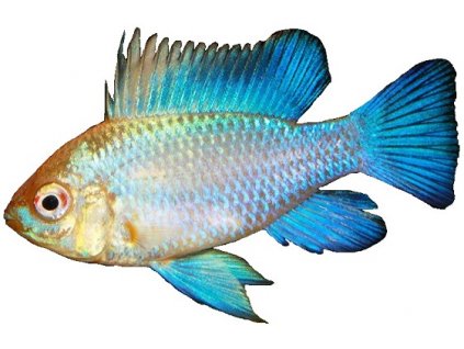 Ramirezi Blue