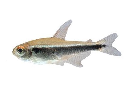 HYPHESSOBRYCON HERBERTAXELRODI 2,5-3cm - Neonka černá