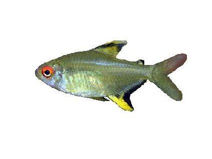 HYPHESSOBRYCON PULCHRIPINNIS 2,5-3cm - Tetra citronová