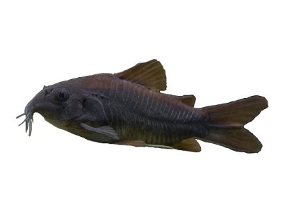 CORYDORAS AENEUS BLACK VENEZUELA -Panceřníček černý