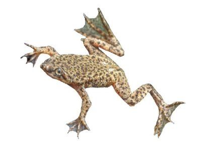 Hymenochirus spec