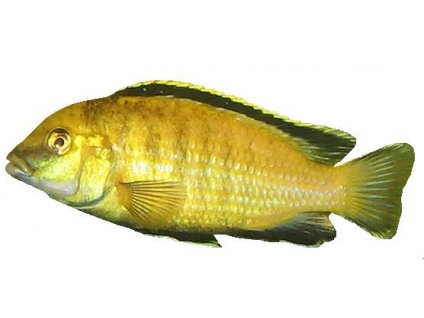 LABIDOCHROMIS SP. YELLOW 3-4cm - Tlamovec žlutý (Tlamovec černoploutvý)