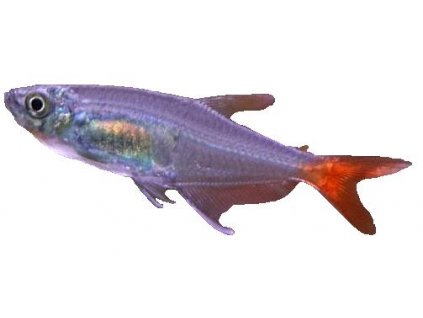 PRIONOBRAMA FILIGERA - Tetra vláknoploutvá