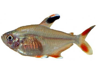 PRISTELLA MAXILLARIS - Tetra průsvitná
