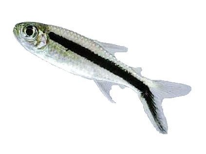 THAYERIA BOEHLKEI 3cm - Tetra křivopruhá
