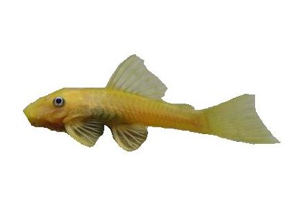 ANCISTRUS GOLD (albin) Krunýřovec zlatý