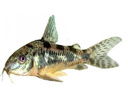 CORYDORAS PALEATUS - Panceřníček skvrnitý