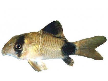 CORYDORAS PANDA - Panceřníček panda