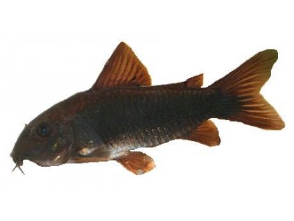 CORYDORAS SCHULTZEI - Pancéřníček zlatopásý