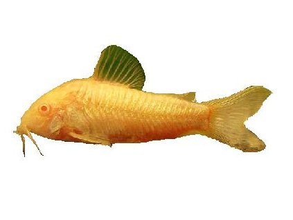 CORYDORAS SCHULTZEI ALBIN - Panceřníček zlatopásý - albín
