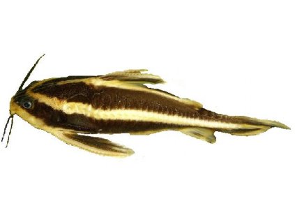 PLATYDORAS COSTATUS 3cm - Trnovec bělopruhý