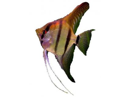PTEROPHYLLUM SCALARE AMAZON - Skalár amazonský
