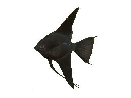 PTEROPHYLLUM SCALARE BLACK - Skalár černý