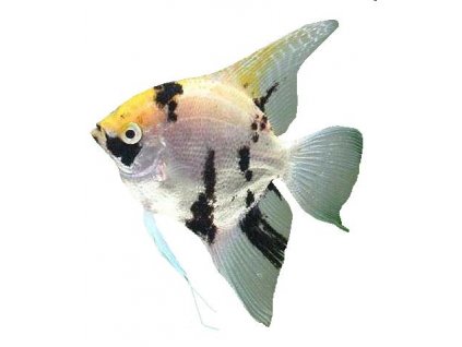 PTEROPHYLLUM SCALARE DALMATIN - Skalár dalmatin