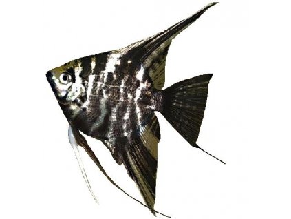 PTEROPHYLLUM SCALARE MARBLE 3-3,5cm - Skalár mramorový