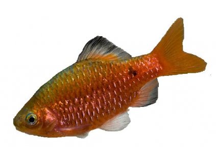 BARBUS/PUNTIUS CONCHONIUS - Parmička nádherná