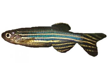 BRACHYDANIO RERIO - Danio pruhované