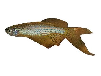 BRACHYDANIO RERIO LONG FIN 3-3,5cm - Danio pruhované závojové