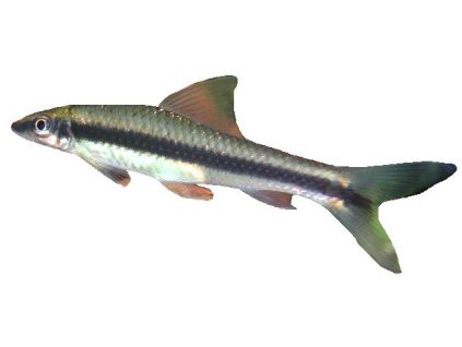 CROSSOCHEILUS SIAMENSIS 5cm - Parmička černopruhá