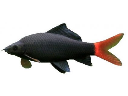 LABEO/EPALZEORHYNCHOS BICOLOR 4cm - Parmička červenoocasá