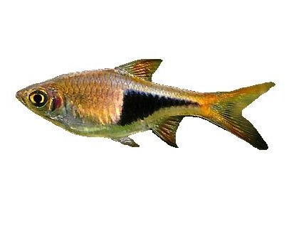 RASBORA/TRIGONOSTIGMA HETEROMORPHA -Razbora klínoskvrnná