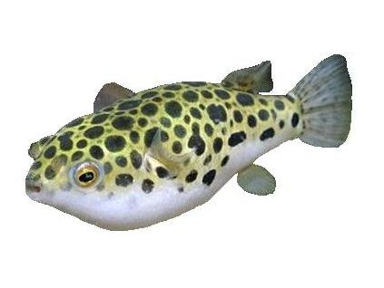 TETRAODON NIGROVIRIDIS 5cm-Čtverzubec zelený