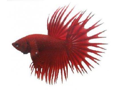 BETTA SPLENDENS CROWN TAIL male XL- Bojovnice pestrá královský ocas-samec