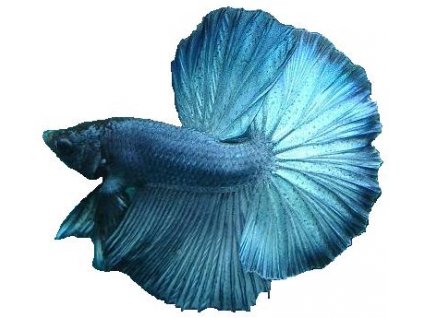 BETTA SPLENDENS HALF MOON male XL - Bojovnice pestrá půlměsíc-samec