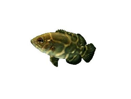ASTRONOTUS OCELLATUS - Vrubozubec paví