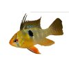 MIKROGEOPHAGUS RAMIREZI  - Cichlidka Ramirezova