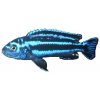 MELANOCHROMIS SP. MAINGANO/CYANEORHABDOS -Tlamovec "Maingano"