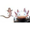 AMBYSTOMA MEXICANUM ALBIN-AXOLOT  CZ odchov- Axolotl mexický