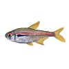 HYPHESSOBRYCON AMAPAENSIS - Tetra Amapanská