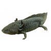 Ambystoma green