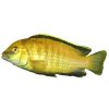LABIDOCHROMIS SP. YELLOW 3-4cm - Tlamovec žlutý (Tlamovec černoploutvý)