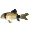 CORYDORAS PANDA - Panceřníček panda