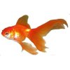 CARASSIUS AURATUS (GOLD FISH) 3-4cm - Karásek zlatý (Závojnatka zlatá,Zlatá rybka)