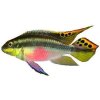 PELVICACHROMIS PULCHER - Pestřenec červený