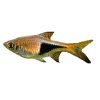 RASBORA/TRIGONOSTIGMA HETEROMORPHA -Razbora klínoskvrnná